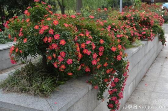 月季花品類(lèi)大全，月季花的5大品種(圖3)