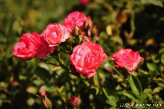 月季花品類(lèi)大全，月季花的5大品種(圖4)