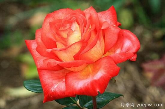 月季花品類(lèi)大全，月季花的5大品種(圖5)
