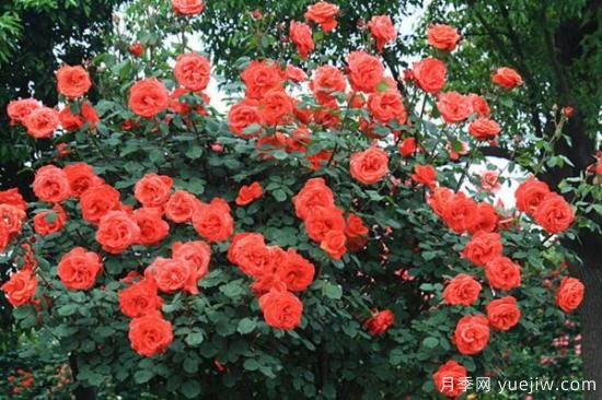 月季花品類(lèi)大全，月季花的5大品種(圖1)