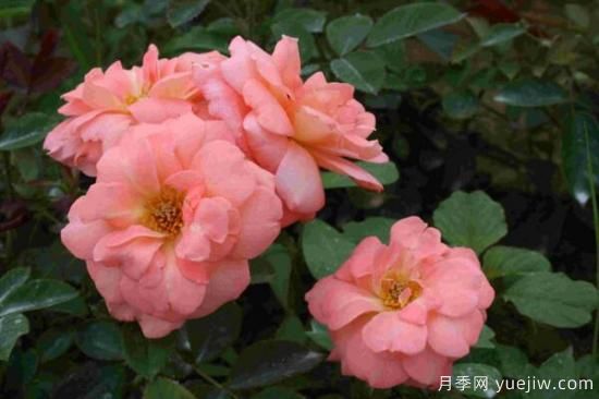 月季花品類(lèi)大全，月季花的5大品種(圖2)