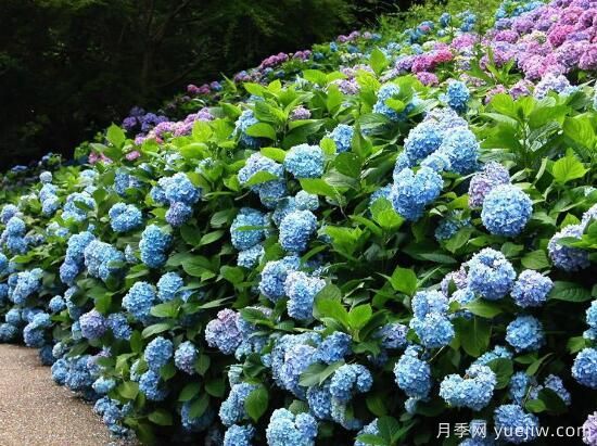 繡球花有哪些品種，繡球花品種圖片大全(圖1)