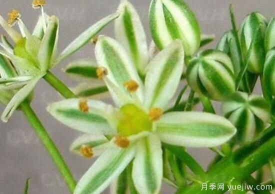 萬(wàn)年青種類(lèi)及圖片大全，盤(pán)點(diǎn)做好看的六大種類(lèi)(圖3)