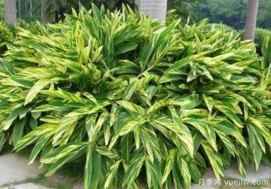 萬(wàn)年青種類(lèi)及圖片大全，盤(pán)點(diǎn)做好看的六大種類(lèi)(圖2)