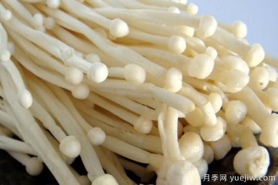 食用菌菇類(lèi)十大排名 可食用菌類(lèi)大全(圖1)