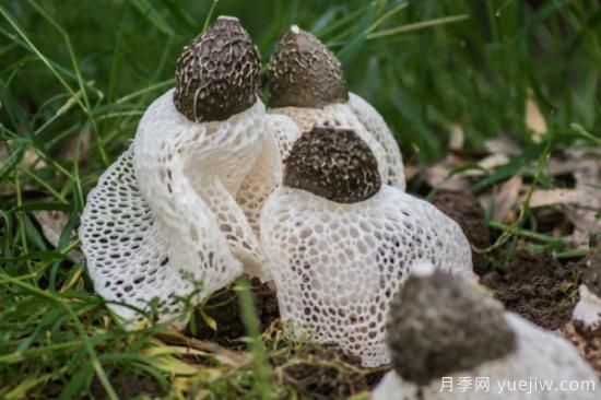 食用菌菇類(lèi)十大排名 可食用菌類(lèi)大全(圖2)