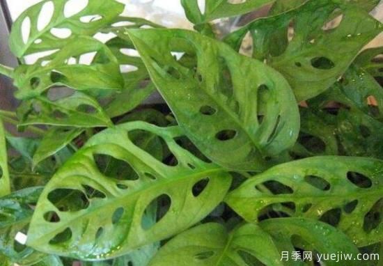 萬(wàn)年青種類(lèi)及圖片大全，盤(pán)點(diǎn)做好看的六大種類(lèi)(圖4)