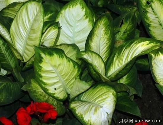萬(wàn)年青種類(lèi)及圖片大全，盤(pán)點(diǎn)做好看的六大種類(lèi)(圖5)