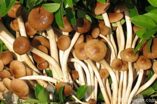 食用菌菇類(lèi)十大排名 可食用菌類(lèi)大全(圖4)