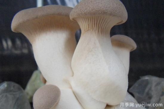 食用菌菇類(lèi)十大排名 可食用菌類(lèi)大全(圖3)