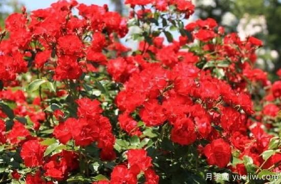 薔薇花的花語(yǔ)大全，細數薔薇花九大品種花語(yǔ)(圖5)