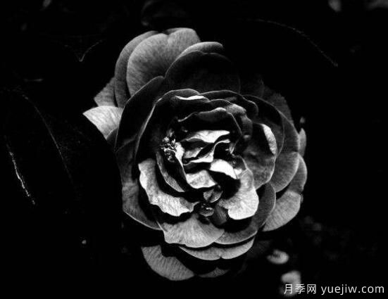 薔薇花的花語(yǔ)大全，細數薔薇花九大品種花語(yǔ)(圖7)