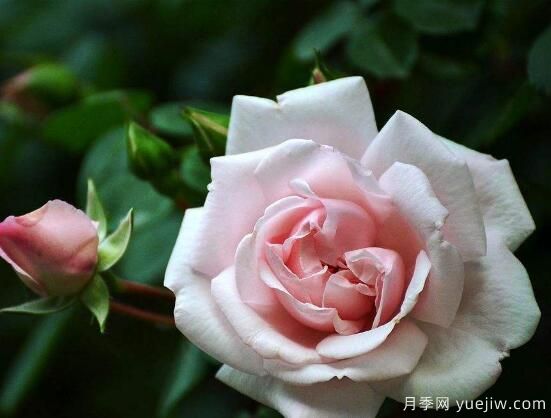 薔薇花的花語(yǔ)大全，細數薔薇花九大品種花語(yǔ)(圖2)