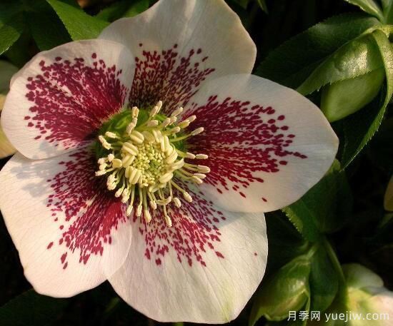 薔薇花的花語(yǔ)大全，細數薔薇花九大品種花語(yǔ)(圖6)