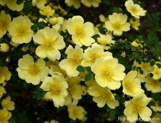 薔薇花的花語(yǔ)大全，細數薔薇花九大品種花語(yǔ)(圖4)