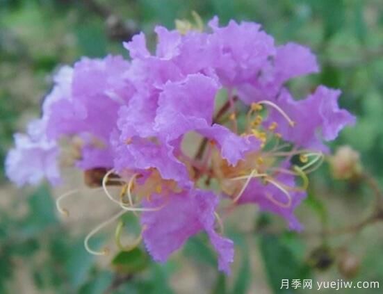 薔薇花的花語(yǔ)大全，細數薔薇花九大品種花語(yǔ)(圖9)