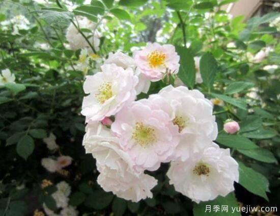薔薇花的花語(yǔ)大全，細數薔薇花九大品種花語(yǔ)(圖3)