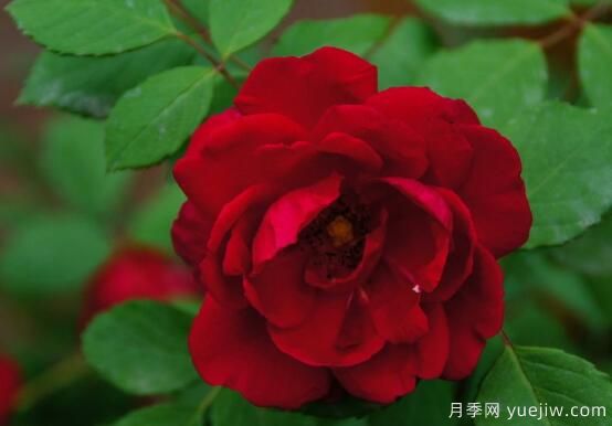 薔薇花的花語(yǔ)大全，細數薔薇花九大品種花語(yǔ)(圖1)