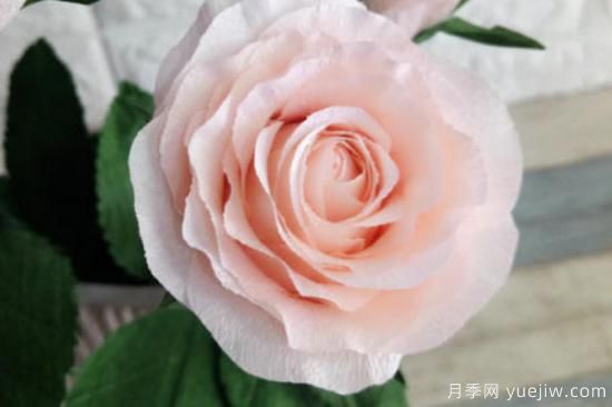 玫瑰花的形態(tài)特征和生長(cháng)習性(圖1)