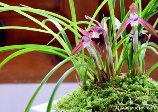 蘭花發(fā)芽的生長(cháng)因素，要嚴格把控4個(gè)方面(圖1)