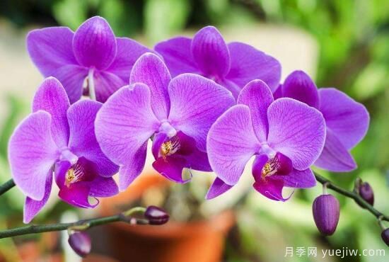 常見(jiàn)的蘭花品種種類(lèi)及圖片(圖7)