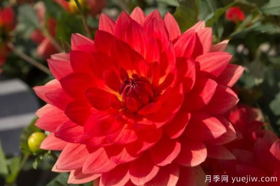 冬季花卉養護方法(圖1)