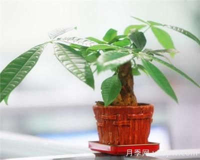 發(fā)財樹(shù)需要修剪嗎？發(fā)財樹(shù)如何整形修剪(圖1)