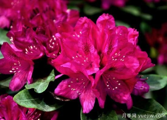 杜鵑花有哪些常見(jiàn)品種？杜鵑花品種圖片大全(圖2)