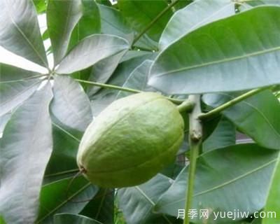 發(fā)財樹(shù)的繁殖方法和注意事項(圖1)