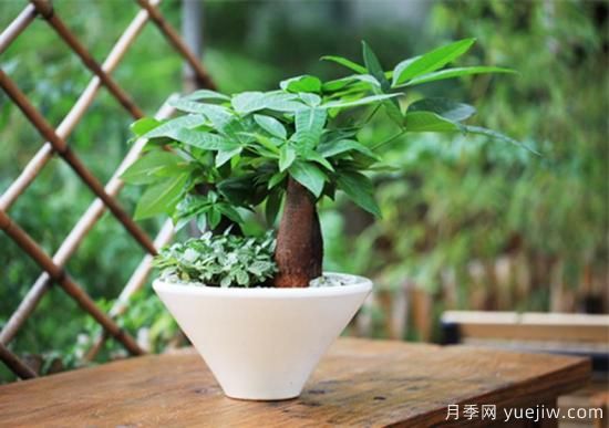 發(fā)財樹(shù)幾天澆一次水，澆水方法(圖1)
