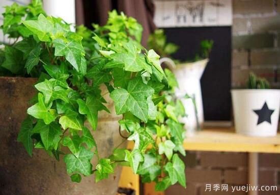 常春藤有哪些常見(jiàn)品種？常春藤品種圖片大全(圖1)