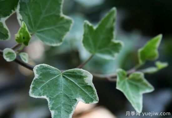 常春藤有哪些常見(jiàn)品種？常春藤品種圖片大全(圖4)