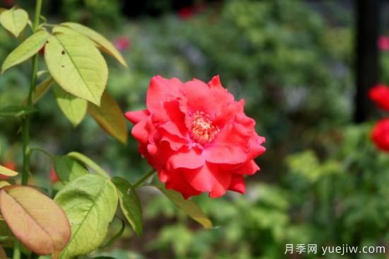 五月哪些花朵開(kāi)放(圖1)