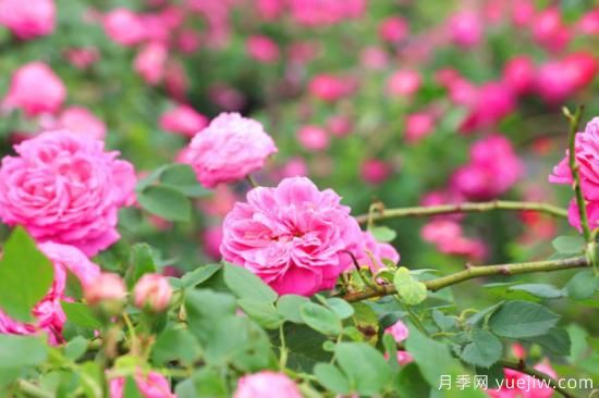 家里種玫瑰花好嗎？玫瑰花的風(fēng)水忌諱(圖1)