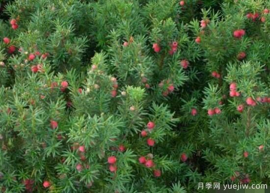 紅豆杉的扦插繁殖和播種繁殖，病蟲(chóng)防治(圖1)