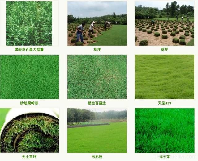 ***優(yōu)草坪品種分類(lèi)和搭配運用(圖1)