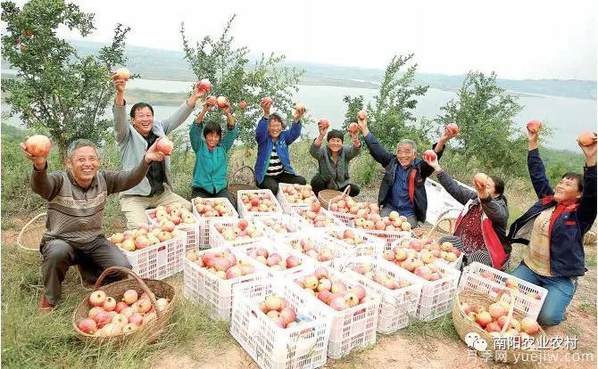 南陽(yáng)淅川：萬(wàn)畝石榴喜豐收 直播助農甜萬(wàn)家(圖1)