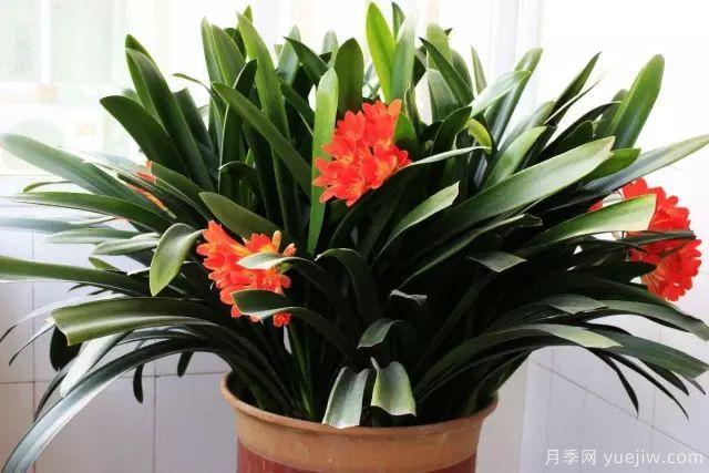讓君子蘭快開(kāi)生長(cháng)的6個(gè)技巧(圖1)