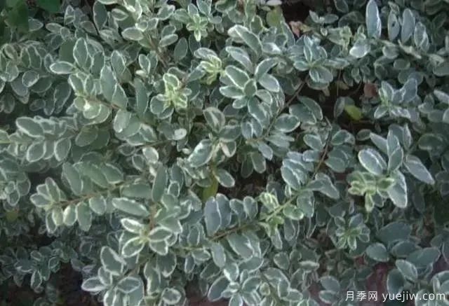 銀姬小蠟養殖方法和注意事項(圖1)