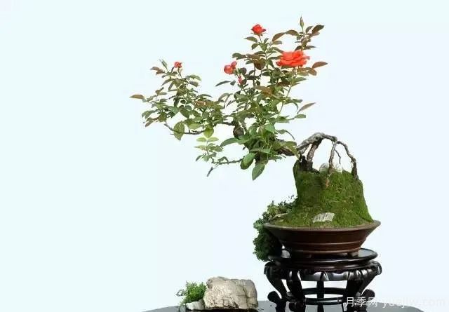 如何制作漂亮的月季盆景？藝術(shù)品來(lái)了(圖2)