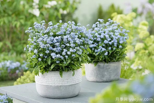 適合秋季種的什么花卉有這些，清新脫俗花量巨大(圖11)