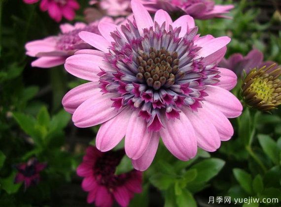 適合秋季種的什么花卉有這些，清新脫俗花量巨大(圖8)