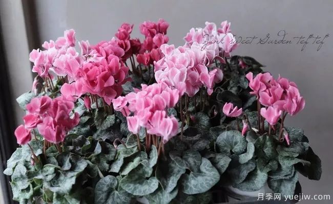 適合秋季種的什么花卉有這些，清新脫俗花量巨大(圖5)