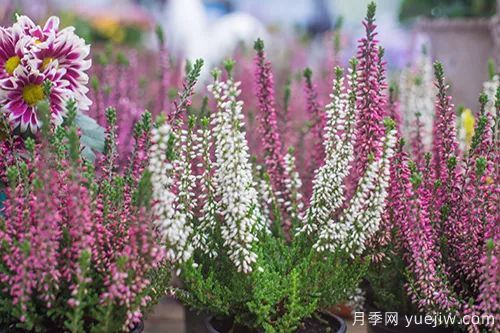 適合秋季種的什么花卉有這些，清新脫俗花量巨大(圖9)