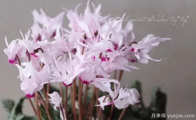 適合秋季種的什么花卉有這些，清新脫俗花量巨大(圖4)