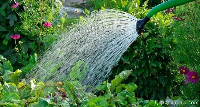 如何給園林植物澆水更合理？灌木喬木花境各有方法(圖1)