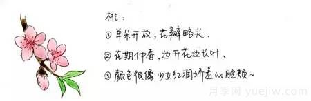 桃花，杏花，櫻花，梨花，李花，海棠花傻傻分不清？(圖1)