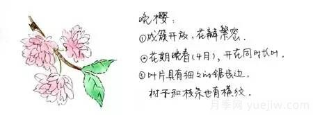 桃花，杏花，櫻花，梨花，李花，海棠花傻傻分不清？(圖6)