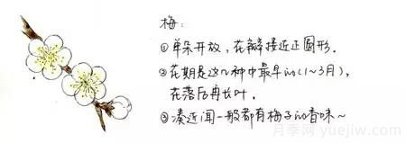 桃花，杏花，櫻花，梨花，李花，海棠花傻傻分不清？(圖4)