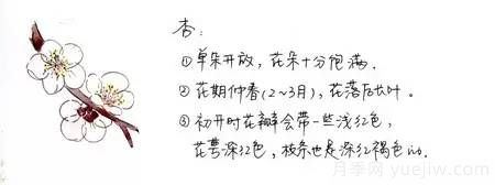 桃花，杏花，櫻花，梨花，李花，海棠花傻傻分不清？(圖5)